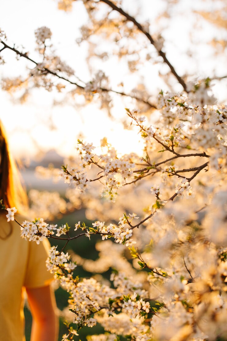 Photo 春天的梅花在日落时