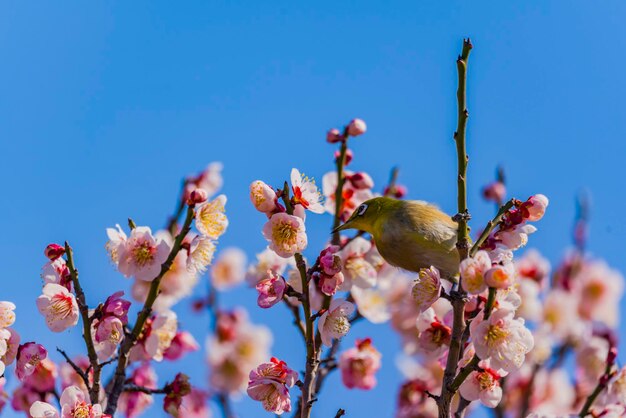 Plum blossom