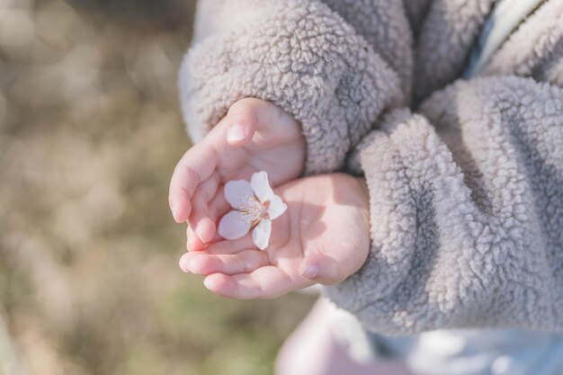 Foto fiori di prugne sulla mano di un bambino