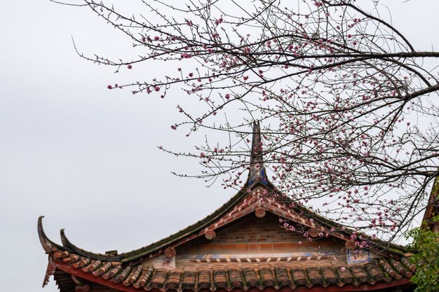 寺院に満開の梅の花が建築と補完し合う