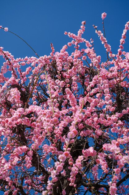 Plum blossoms in tokyo