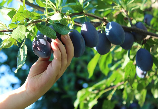 Plum in the children arm