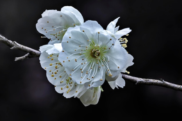 Plum close-up - plum bonsai