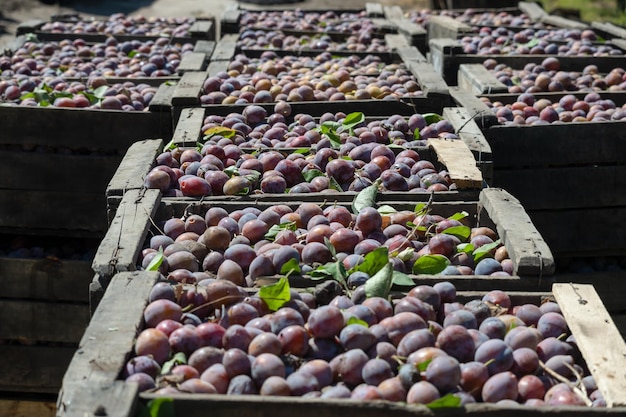 Plum crates at harvest in Mendoza Argentina