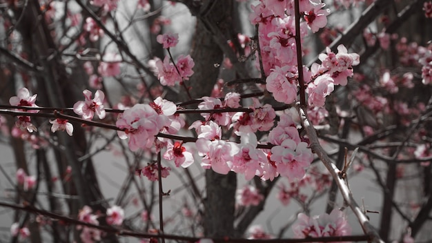 Plum flower on the tree branches on the plum tree