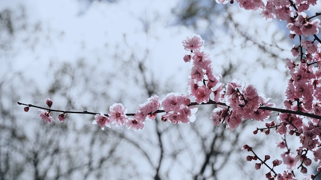 Plum flower on the tree branches on the plum tree