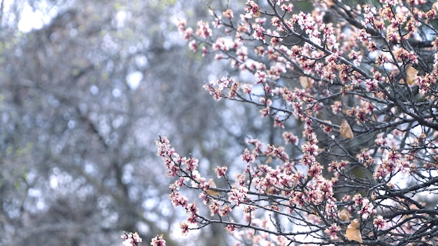 梅の木の枝に梅の花