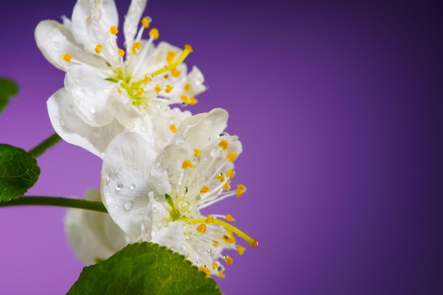 Foto fiori di prugna che sbocciano su uno sfondo viola close up con spazio di copia