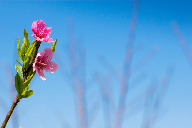 Plum Flowers Blossom on sky background