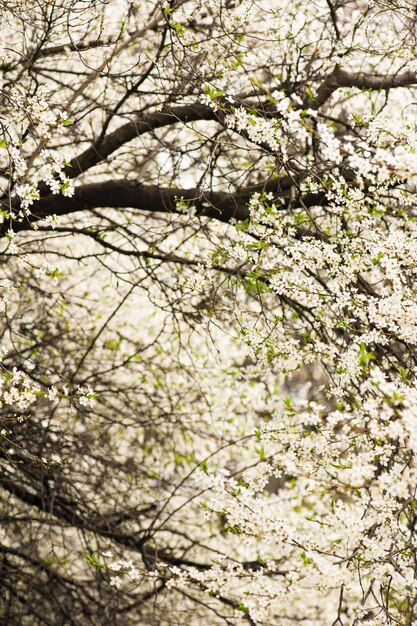 Plum flowers