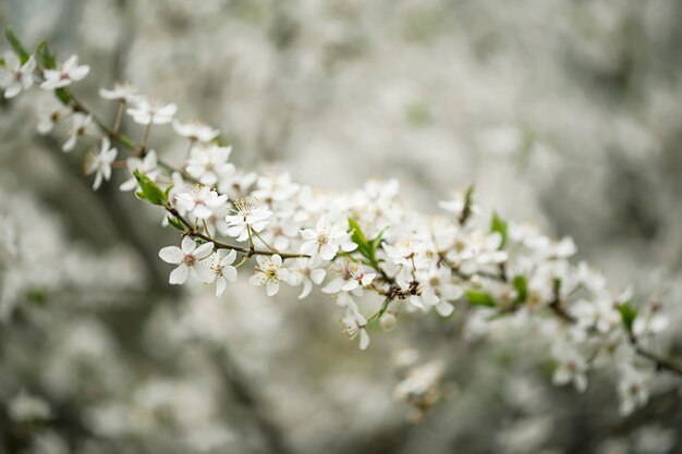 Plum flowers