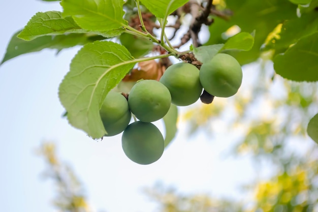 Plum fruits hang on a tree A lot of plum fruits Green plum ripens on a tree