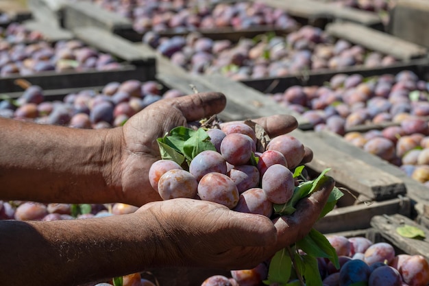 Plum harvest Farmers hands with freshly harvested plums