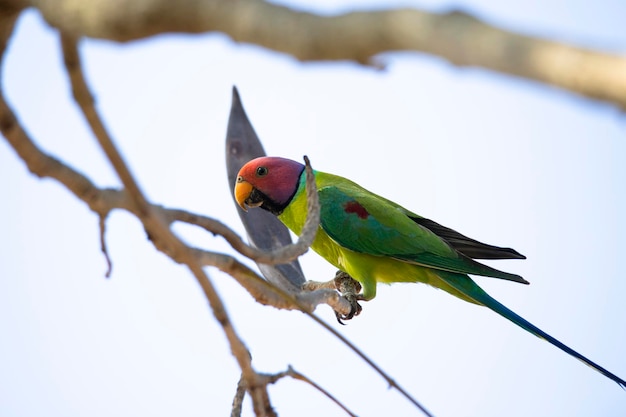 The plum-headed parrot perched on a tree branch