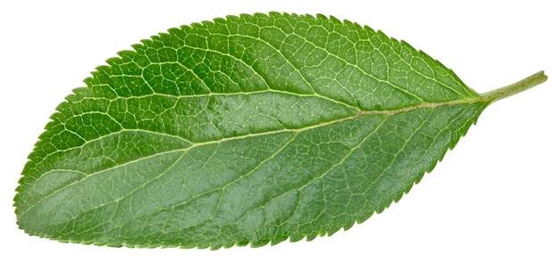 Plum leaves isolated on white surface. Leaves clipping path. 