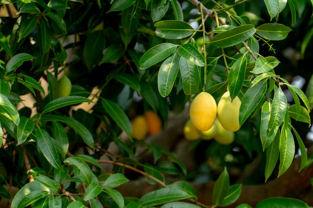 Плоды сливы манго летом. желтый цвет дорого, но вкусно.