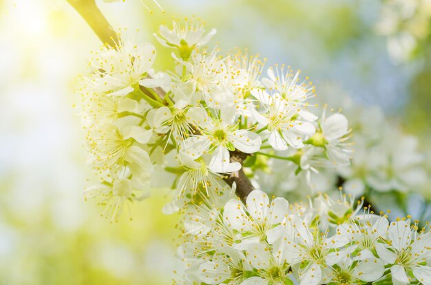 Plum spring flowers