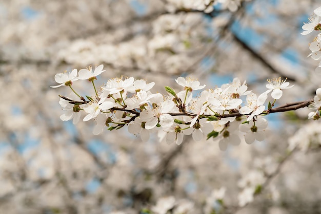 プラム春の花