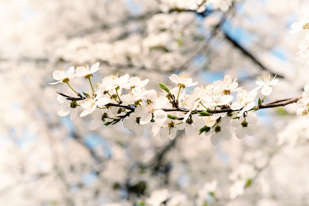 Plum spring flowers