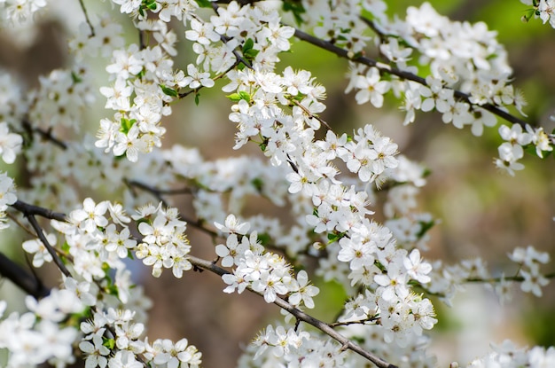 Plum spring flowers