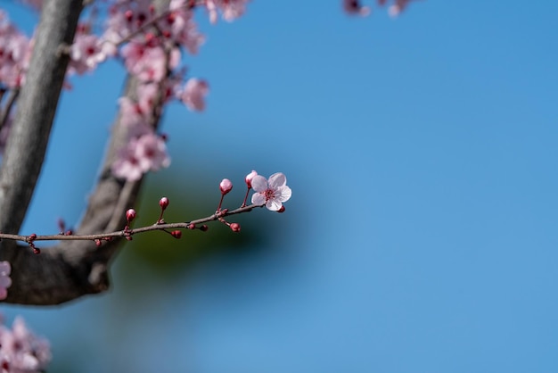 The plum tree blooms in spring