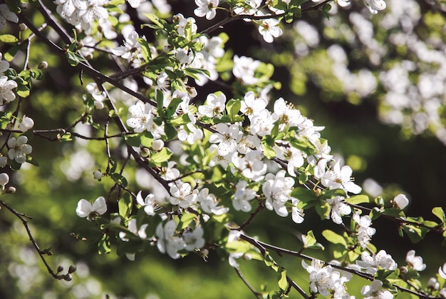 Plum tree blossom in spring orchard white flowers sunlight and green grass