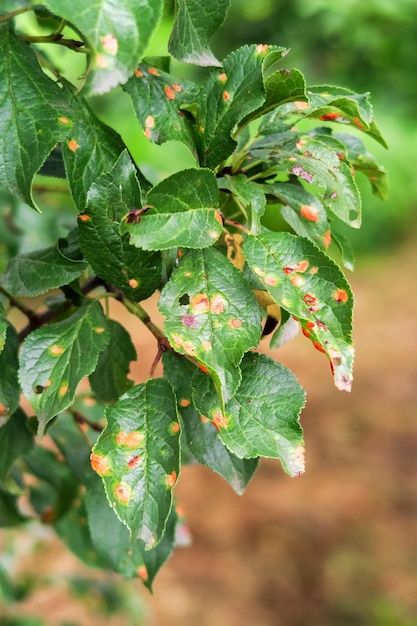 plum tree disease. clasterosporiasis, coccomycosis, marsoniosis on plum leaves. space for text