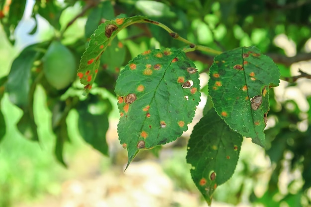 plum tree disease. clasterosporiasis, coccomycosis, marsoniosis on plum leaves