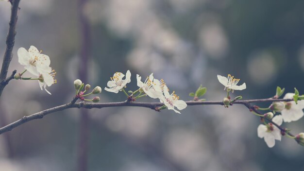 春の初めに開花する桜の木 花のついた梅の枝