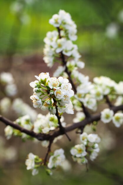 Plum tree flower in full bloom at early spring