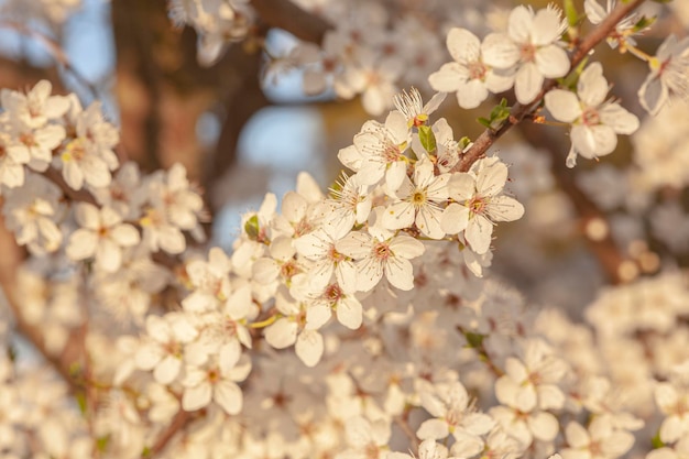 Plum tree flowers detail at sunset time in spring