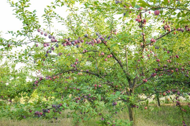 Plum tree in garden