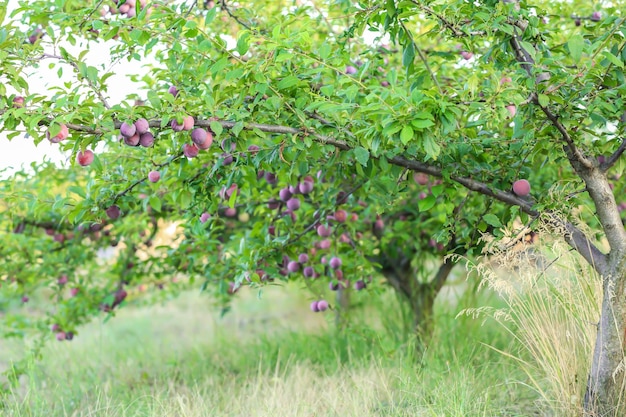 Plum tree in garden