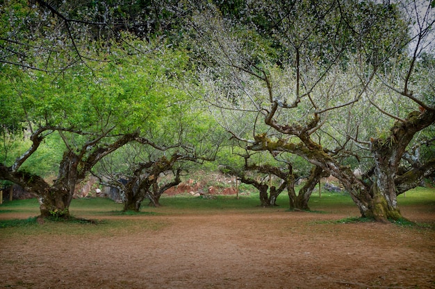 Plum tree in the garden