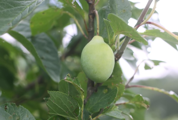 Plum tree with green unripe fruit on the branches in he summer garden.