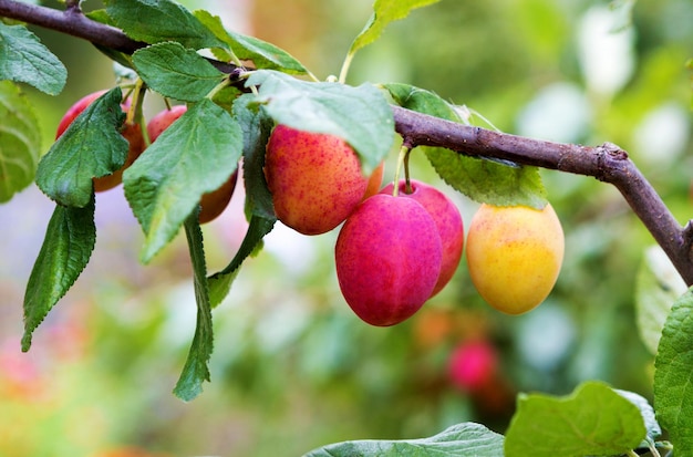 Photo plum tree with ripe plum fruit in an orchard