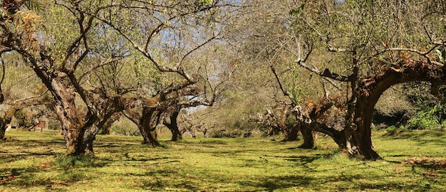 Plum trees changing colors in autumn