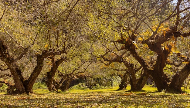 Plum trees changing colors in autumn