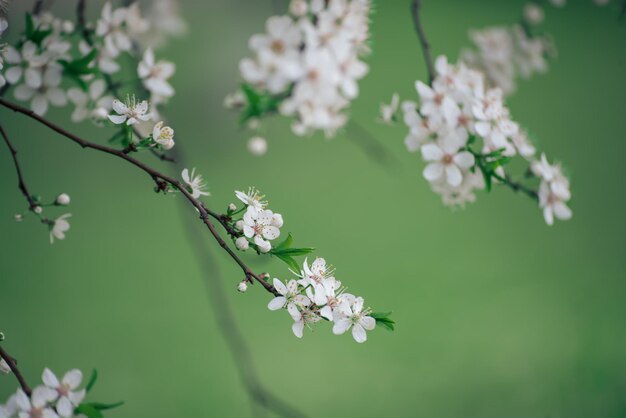 プラムヴィンテージの花