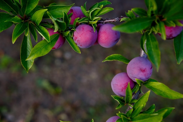 Plum with growing on tree with leaves on farm