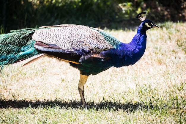 plumage, beautiful peacock with colorful feathers