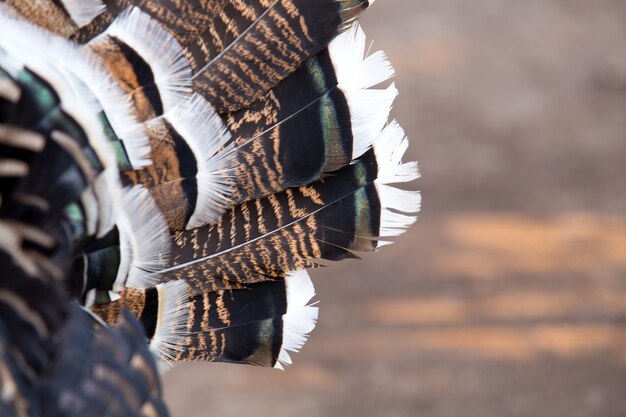 Plumage. Parts of beautiful thankgiving turkey