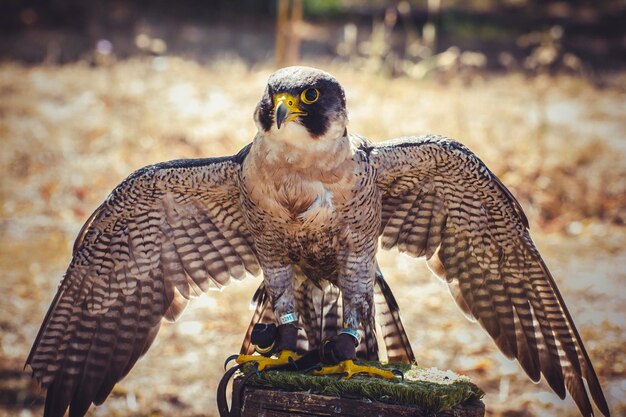 写真 羽、開いた翼を持つハヤブサ、高速の鳥