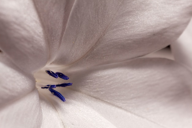Plumbago auriculata-青いplumbago、PlumbagoまたはCape leadwort花の詳細