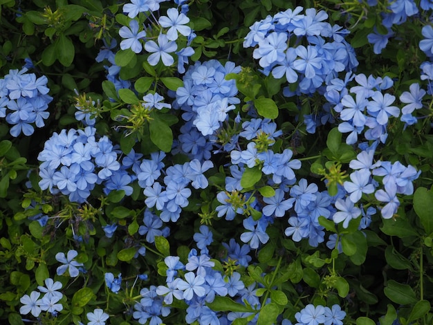 아시아의 공원에 있는 Plumbago auriculata