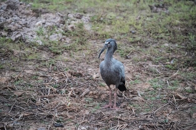 Photo plumbeous ibis mato grosoopantanalbrazil