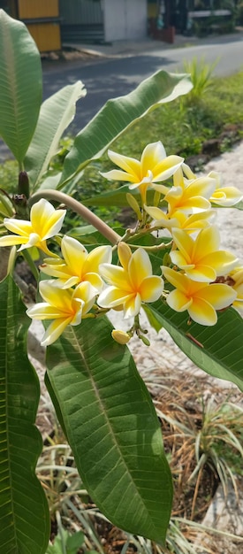 Plumeria alba Угол крупного плана растения