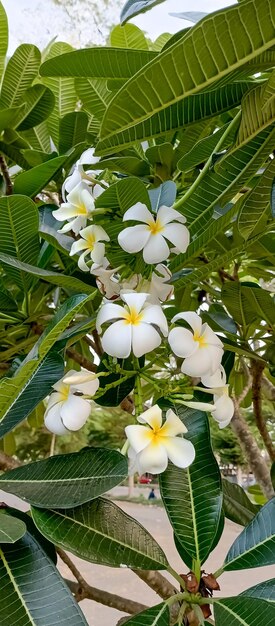 Фото Растение plumeria alba