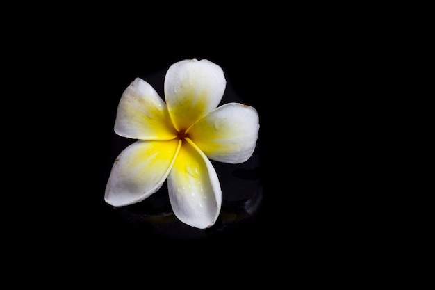 Plumeria on blck background.