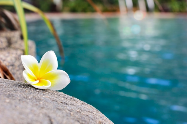 Plumeria bloeit aan de rand van het zwembad op een ontspannende dag.